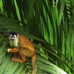 Photo: Squirrel Monkeys Visit Us In The Cabana